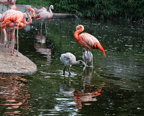 Pink flamingo with baby flamingos in water. Two grey flamingo chicks with mother flamingo.
