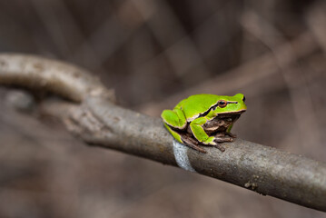 European tree frog (Hyla arborea) seating the tree in natural habitat, small tree frog in the woods