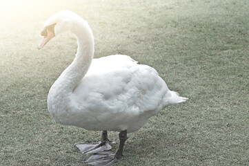 A white swan walks in the garden with green grass.
