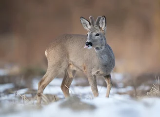Zelfklevend Fotobehang Roe deer male ( Capreolus capreolus ) © Piotr Krzeslak