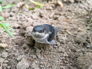 A small bird sitting on a rock