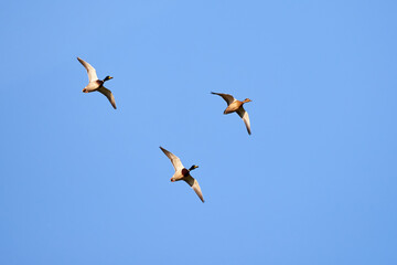 Mallard geese in flight ( Anas platyrhynchos )	
