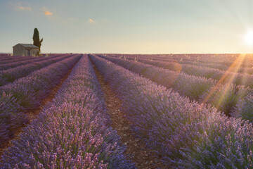 Lavender field at sunrise, full bloom purple flowers. Provence, France