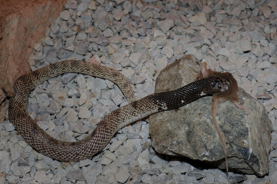 Speckled-shield cobra feeding
