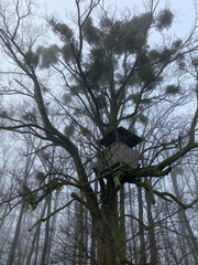 Magical tree