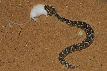 Young puff adder feeding