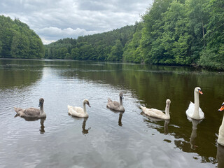 swans on the lake