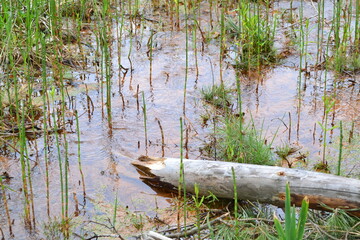 reeds in the lake