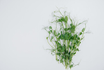 Micro-green sprouts close-up on a white background with free space. Healthy food and lifestyle