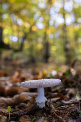 Amanita Pantherina. Mushroom in a chestnut forest.