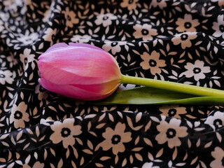 un bel tulipano rosa su sfondo telato fiorato © tiziana
