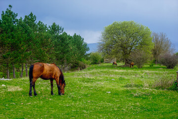Obraz na płótnie Canvas Est Georgian landscape with horses near the border to Azerbaijan. 