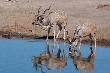 Fototapeta na wymiar Kudu Antelope - Etosha - Namibia