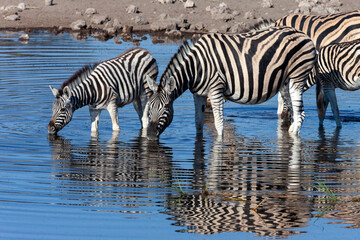 Fototapeta na wymiar Zebra drinking at a waterhole - Namibia