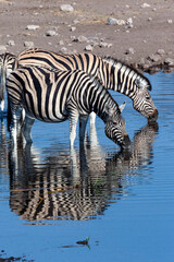 Fototapeta na wymiar Zebra at a waterhole - Etosha - Namibia