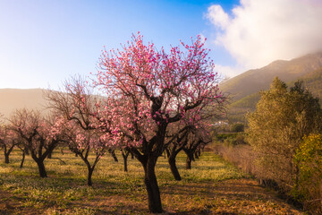 Almond blossoms, in a natural setting, on a sunny winter day.