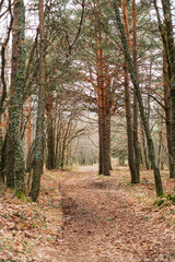 Vertical shot of a forest path with fallen leaves