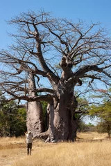 Foto op Canvas African Baobab Tree - Caprivi Strip - Namibia © mrallen