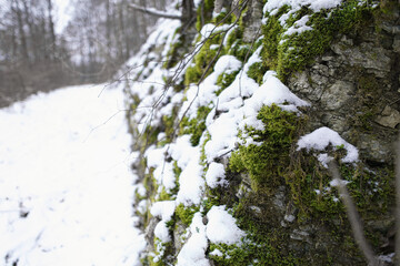 Ein Berg mit Moos im Winter