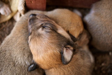 little sleeping puppies of a stray street dog. 