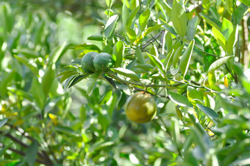 orange or orange farm, orange tree