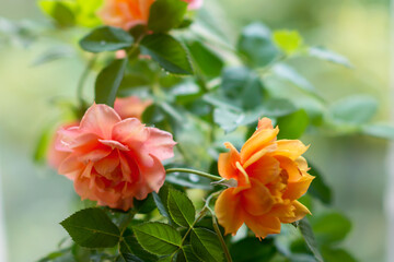 Obraz premium Miniatiure orange color rose with drops of water, nature background, rose in a pot on a windowsill