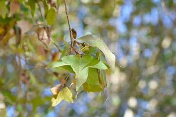 maple leaf, maple leaves or green leaf