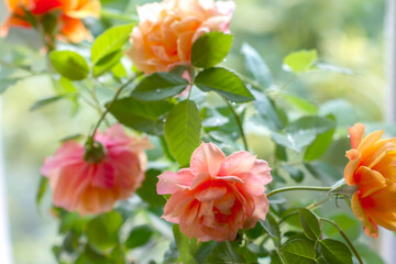 Miniatiure orange color rose with drops of water, nature  background, rose in a pot on a windowsill