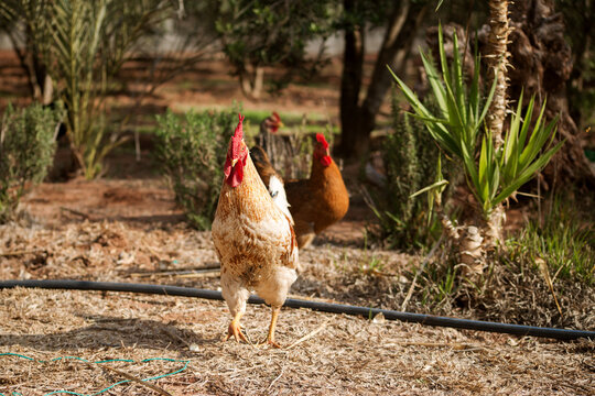 photo of a walking rooster, soft focus. 