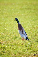 Mallard Male bird on field ( Anas platyrhynchos )	