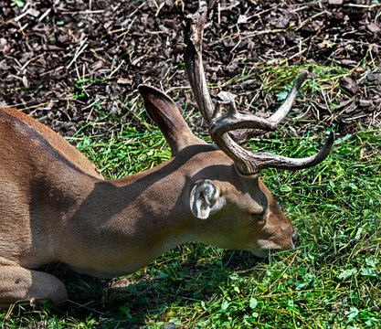 Eld`s deer also known as the thamin or brow-antlered deer. Latin name - Panolia eldii