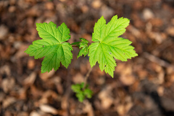 Fototapeta premium Green Leaves with Autumnal Background in Scotland