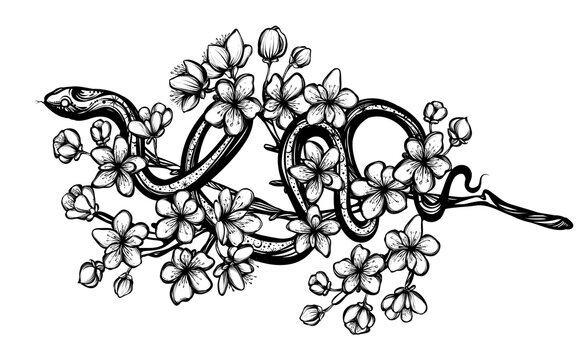 Vector illustration, snake on sakura branch,Handmade, tattoo, print on t-shirt, white background