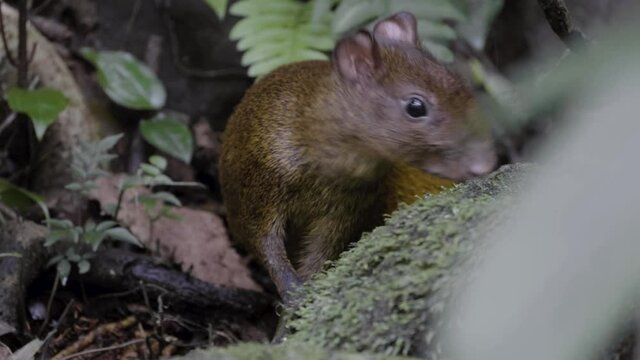 Aguti small rodent eating in Costa Rica