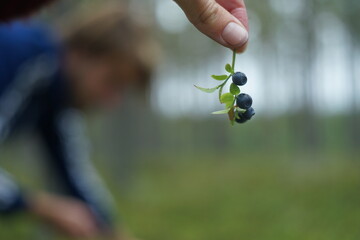Picking blueberry's in a lush green, mossy forest in Sweden © Floris