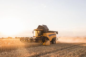Obraz premium Combine harvester collects ripe wheat in a cereal field. farming