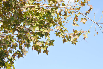 maple leaf, maple leaves or green leaf