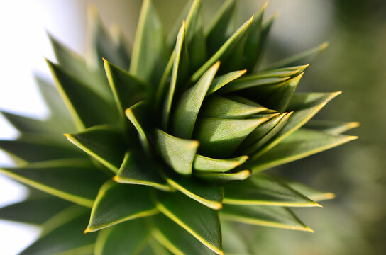 Macroaufnahme Affenbaum