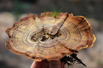 Brown forest mushroom similar to a tree cut