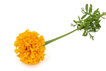 Marigold flowers (lat. Tagetes), isolated on white background