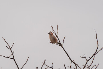 Eurasian Jay sitting on tree