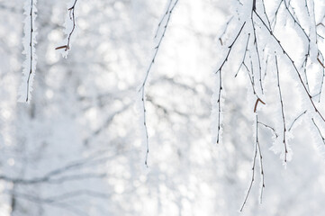 The branches of a tree in the snow and frost. Freezing day. 