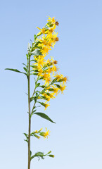 Blooming solidago