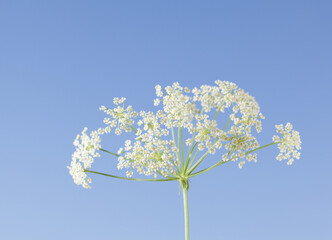 White wild carrot flowers on a meadow