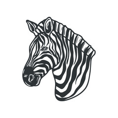 Fototapeta na wymiar African zebra isolated on white. Vector illustration.