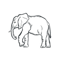 Naklejka premium African elephant isolated on white. Vector illustration.