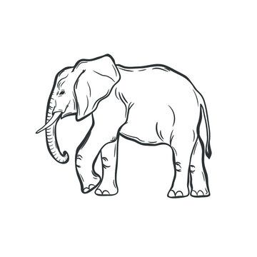 African elephant isolated on white. Vector illustration.