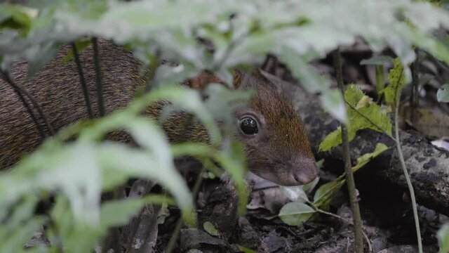Aguti small rodent eating in Costa Rica