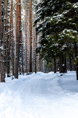 Fototapeta premium forest in winter