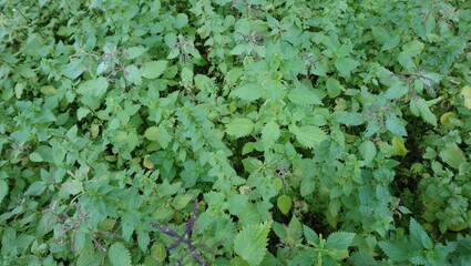 wild nettle plants in the countryside